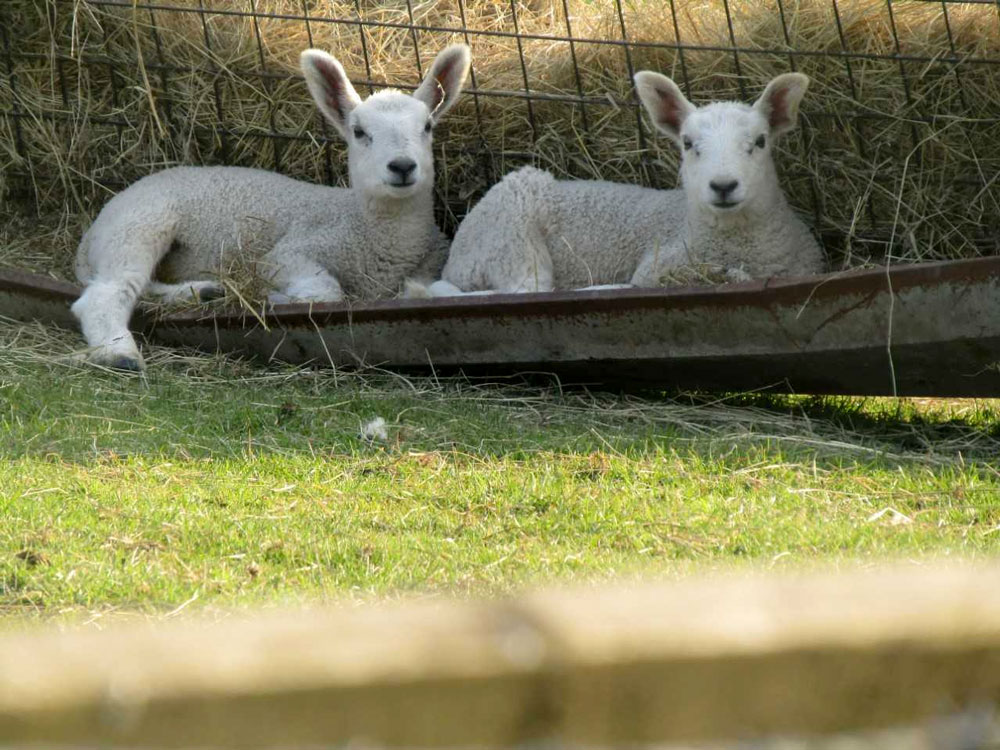 peakdistrict's tweet photo. 11 June is national #OpenFarmSunday!
Find out about life on a farm in #Edale.
See sheep shearing... go on a sheep safari... free, family fun! 🐑
Booking details...
👉 https://t.co/EVgKUkwdSm
#Farming #OpenFarm #FarmSunday #OFS23 #FiPL #ProtectedLandscapes https://t.co/I2PR7pTa5T