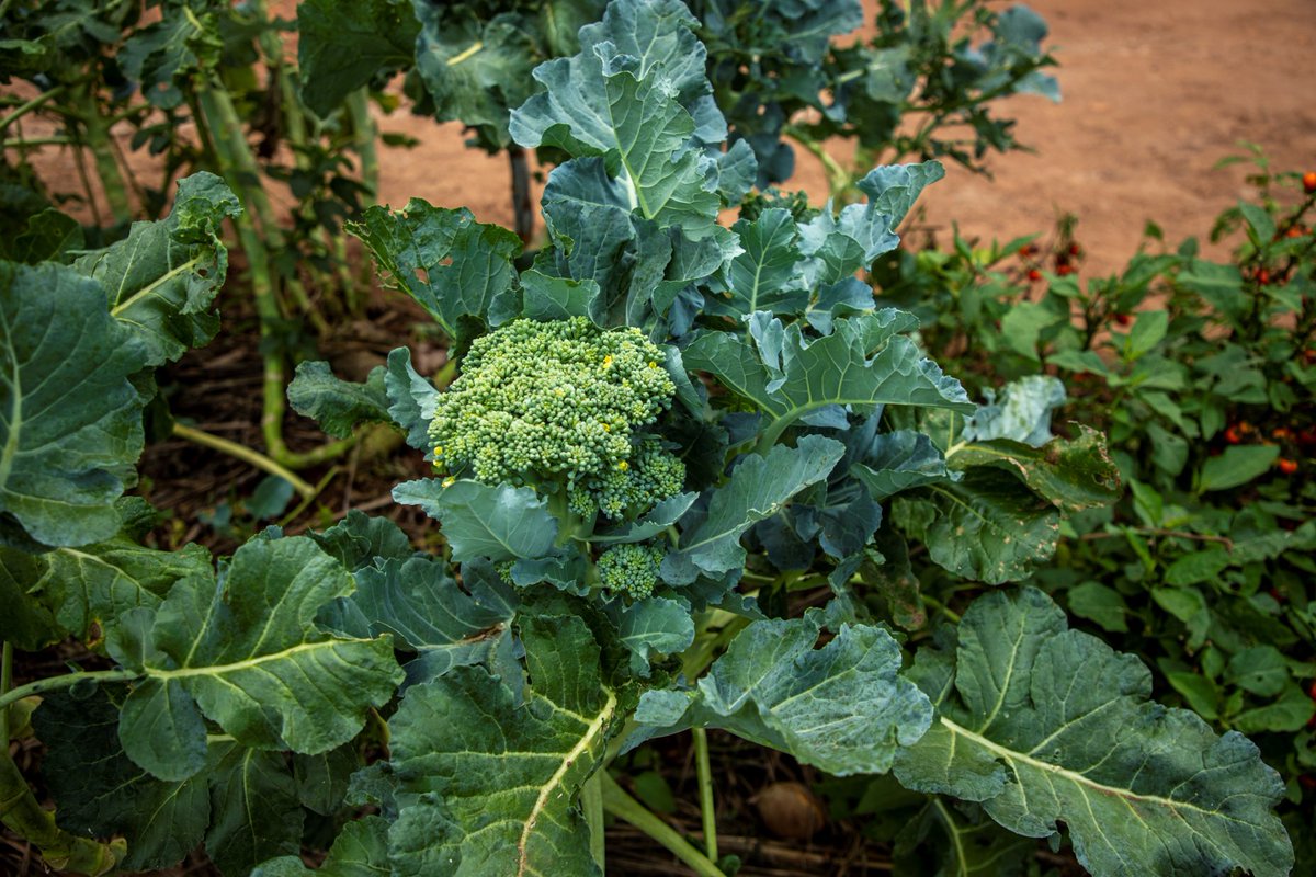 Agroecology aims to create sustainable & resilient agricultural systems that produce food while also maintaining or enhancing soil health, biodiversity, & ecosystem services. It can help eradicate hunger & extreme poverty. 🌱💚 #Agroecology #FoodSystems #Food