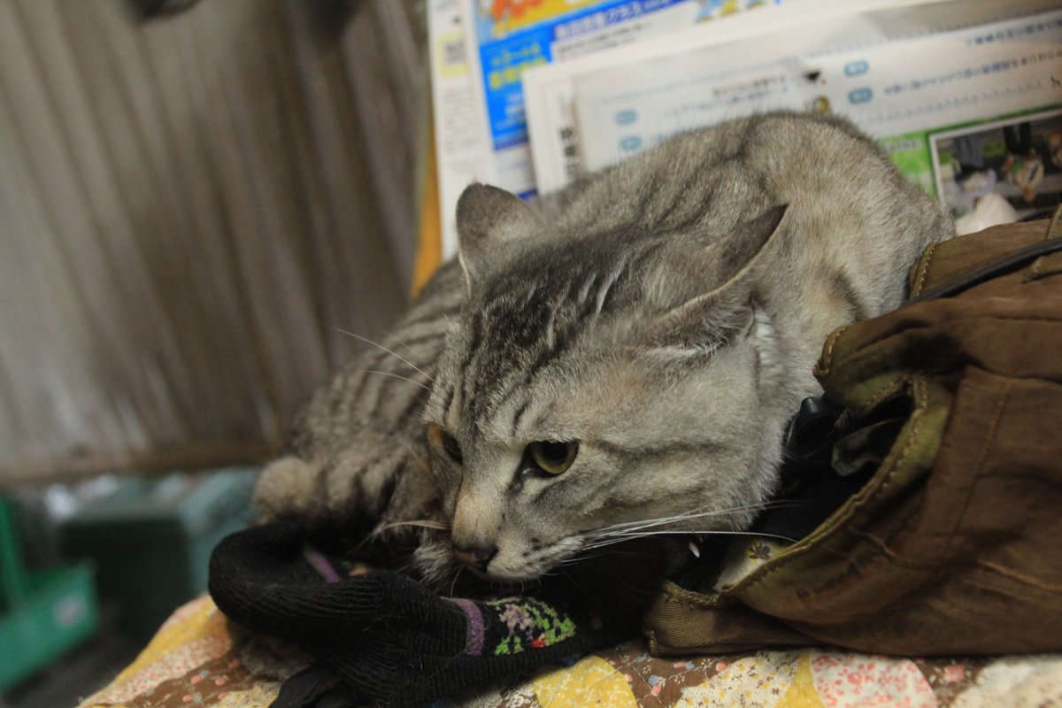 Pierre_ENDO's tweet image. ぬこんたら😻
仲がえぇのか悪ぃのか😅
#ネコちゃん　#cat　#chat　#野良猫