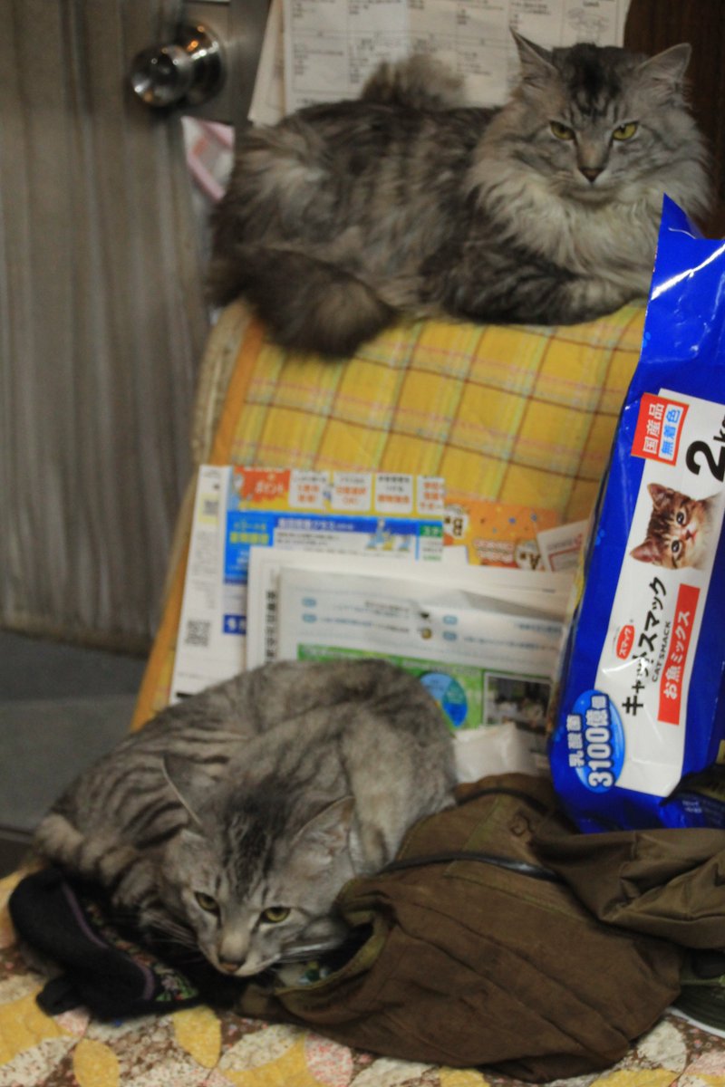 Pierre_ENDO's tweet image. ぬこんたら😻
仲がえぇのか悪ぃのか😅
#ネコちゃん　#cat　#chat　#野良猫