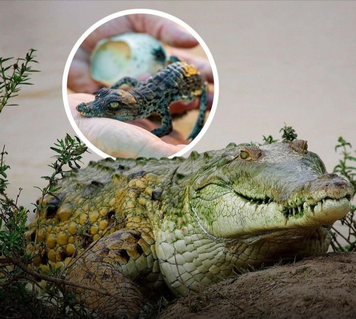 YO! Guess what? Move over, Jurassic Park!

In a stunning twist of nature, a crocodile has taken matters into her own claws and surprised everyone by making herself pregnant🐊🤰

Any thoughts? #AnneMwaura has more details!

#TheFuse984