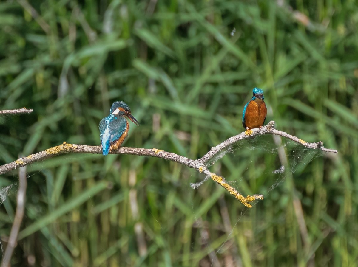 The Stand off
@RSPBRyeMeads 
@UKNikon @NikonEurope 
#createyourlight #nikoncreators
#kingfishers #TwitterNaturePhotography