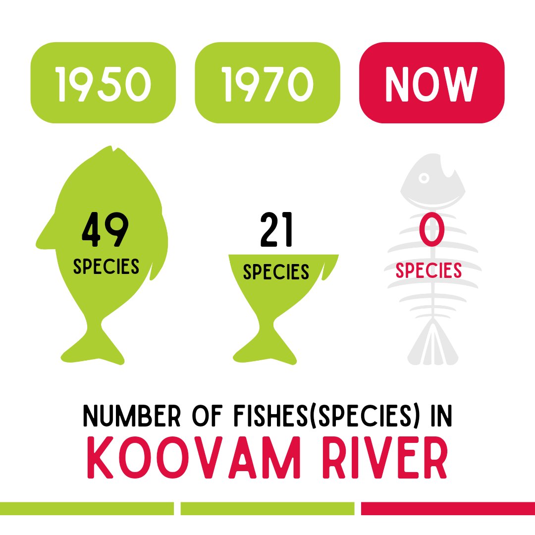 #fish #fishes #environnement #koovam #cooam #river #nature #kilpauk #nungambakkam #triplicane #chepauk #thiruvallur #mylapore #kadambathur #arumbakkam #choolaimedu #chetpet #egmore #chintadripet #napierbridge #buckinghamcanal #bayofbengal #fortstgeorge #marinabeach #portofchennai