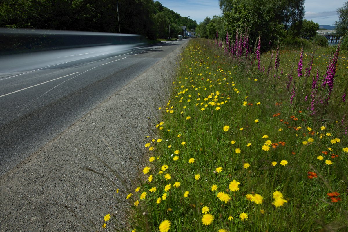 Bumblebee Superhighways on the Isle of Mull 🚗 🚐 🐝 🐝 🐝 🦋 🦋 🌼 🌹

Changing the way we manage road verges will significantly improve biodiversity, help reduce carbon emissions and costs, and bring benefits for wildlife, for us and future generations.
Britain’s road 1/3