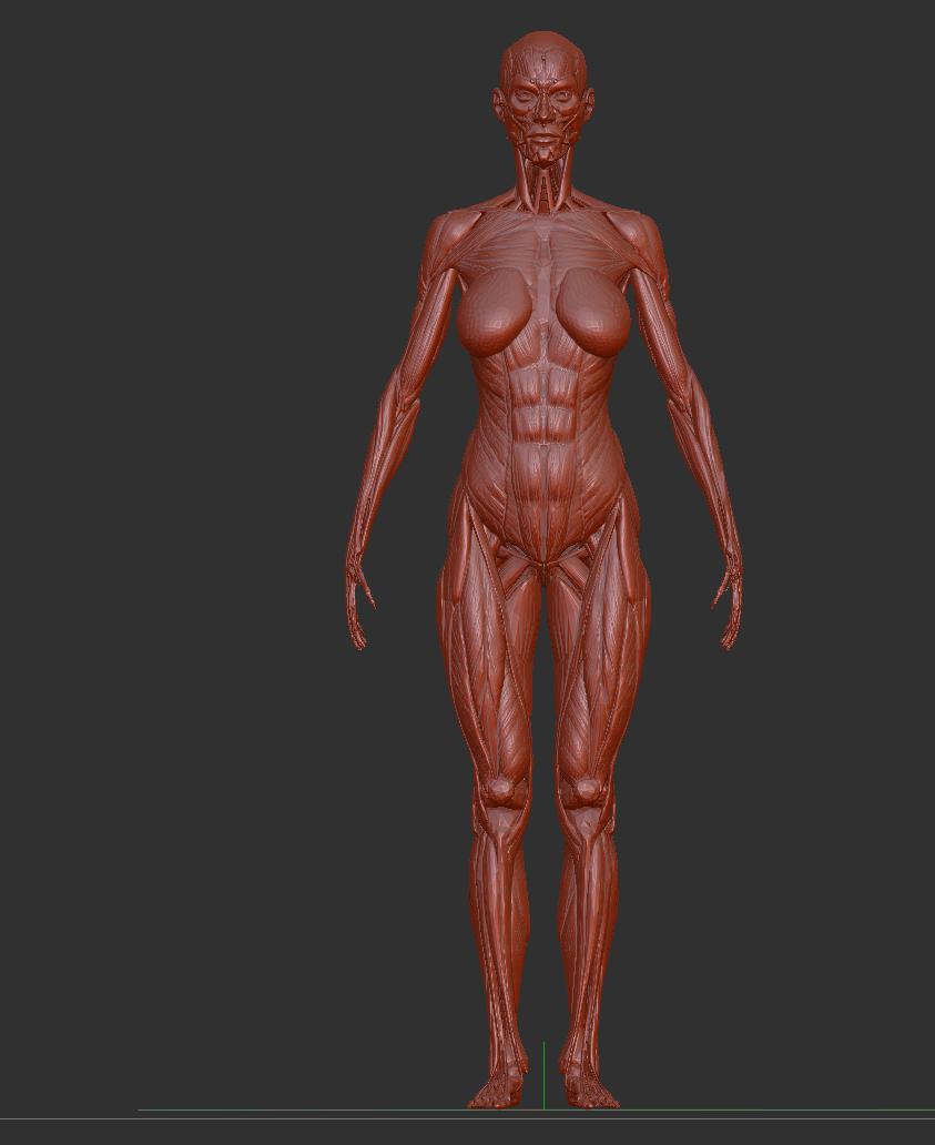 compon's tweet image. Zbrushに人体模型が入ってるのを思い出した
骨格選んで透明表示にするとスケスケスケルトンに
環境設定のドローから透明度が調整できるよ