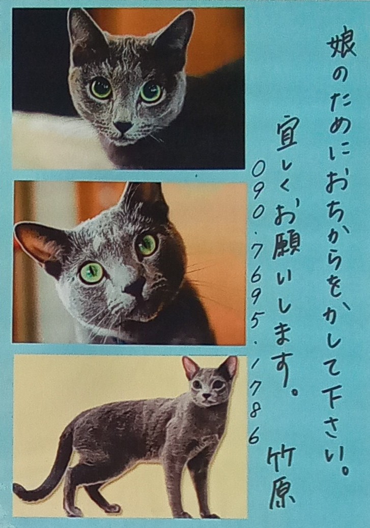 rl1ENyiBc8oVmbf's tweet photo. #伊深町　#蜂屋町　#三和町　#ロシアンブルー　#富加小学校　#蜂屋小学校　#伊深小学校　#美濃加茂西中　#美濃加茂東中　#双葉中
#拡散希望RT協力お願い致します 　#美濃加茂高校　#加茂高校　#加茂農林　#中部台
下校時間ですね優しい中高生の皆さんRTの協力お願いします😊
帰り道に灰猫いませんか？ https://t.co/H65j7YTjDE