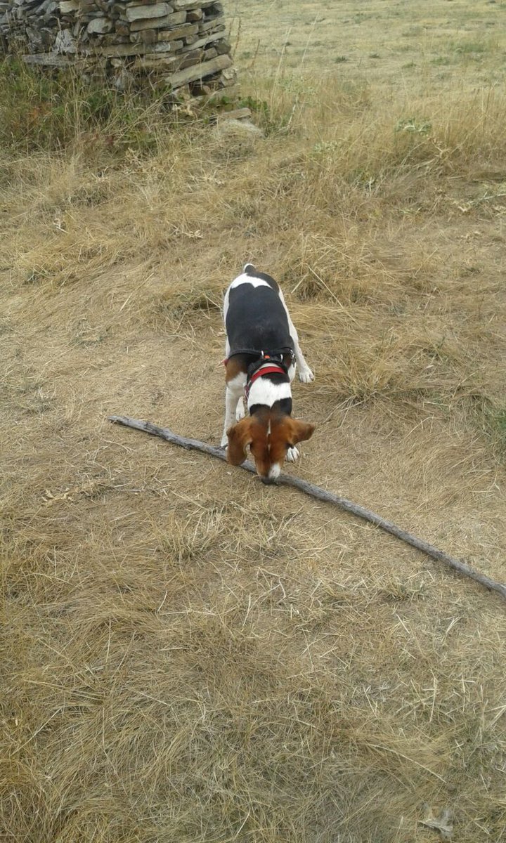 Canito6567's tweet image. No había palo más grande.. 😂🤣 #Kail #León #VILLALIBREDESOMOZA