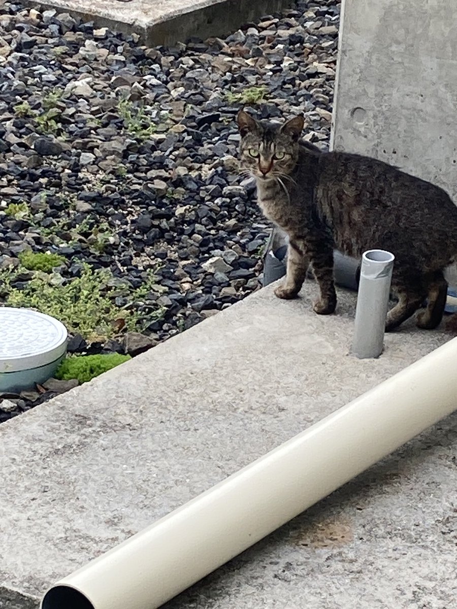 m_seapa's tweet photo. SEAPA M-SPACEの入っている複合温泉施設シーパMAKOTOには、よく猫様がご出勤されているにゃー😺
猫様も温泉大好きにゃー❤
今日も元気に麻雀打つにゃ〜
#麻雀
#M-SPACE
#SEAPA
#mahjong
#北条
#温泉
#松山市
#Mリーグ
#麻雀プロ
#麻雀教室
#シーパMAKOTO
#競技麻雀
#健康麻雀
#ノーレートフリー https://t.co/pCKvXqLHw3