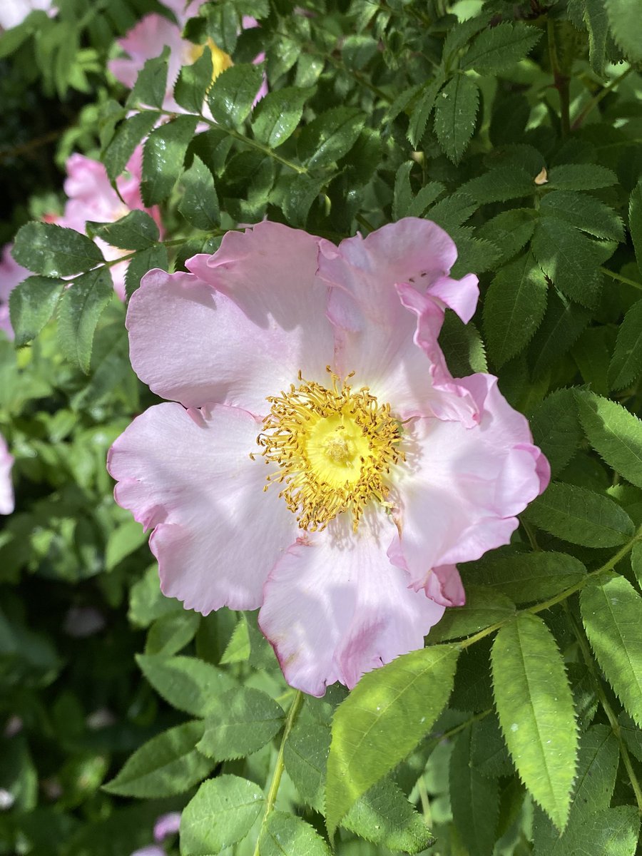 Snowdropman's tweet image. The chestnut rose, Rosa roxburghii is in full flower at the moment and a favourite with the bees. The flower buds and hips resemble chestnut burrs. #fairviewyearround #day159