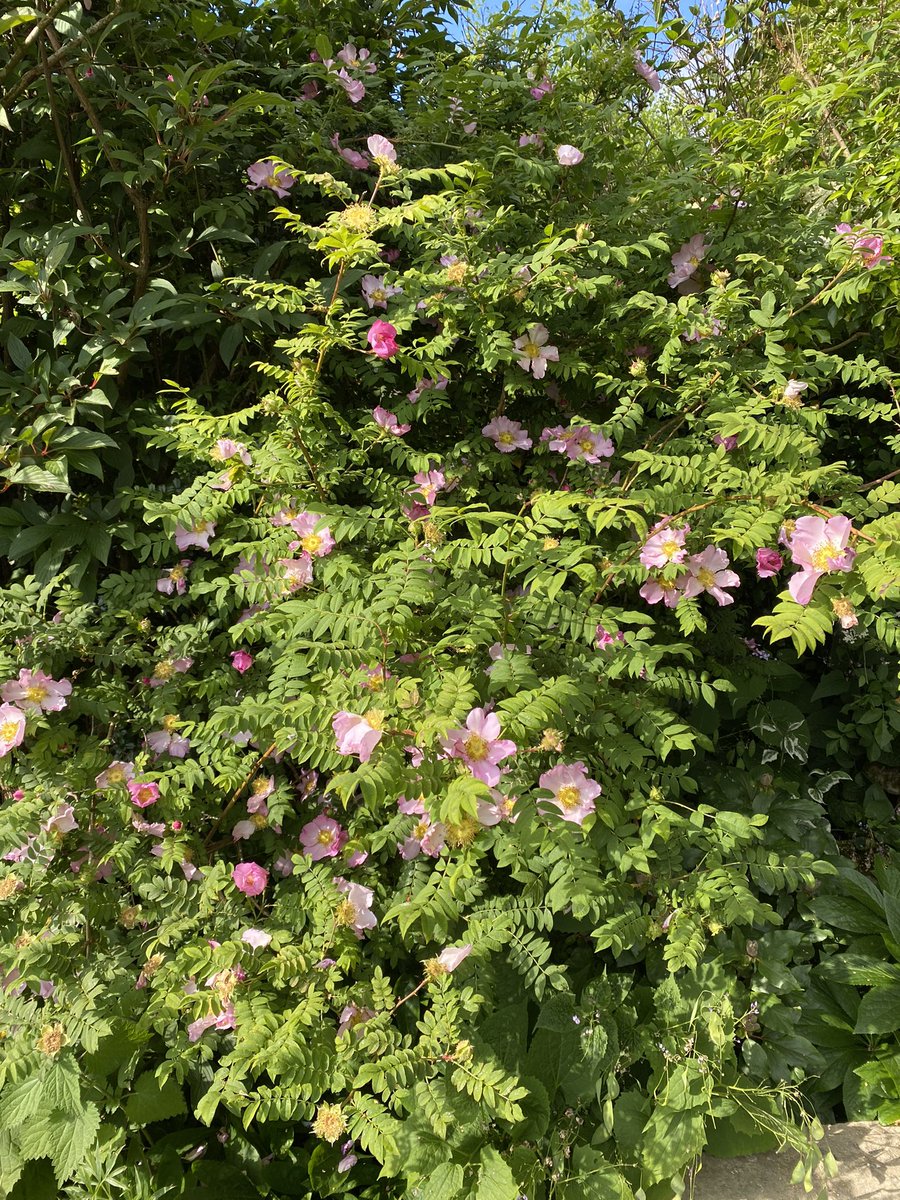 Snowdropman's tweet image. The chestnut rose, Rosa roxburghii is in full flower at the moment and a favourite with the bees. The flower buds and hips resemble chestnut burrs. #fairviewyearround #day159