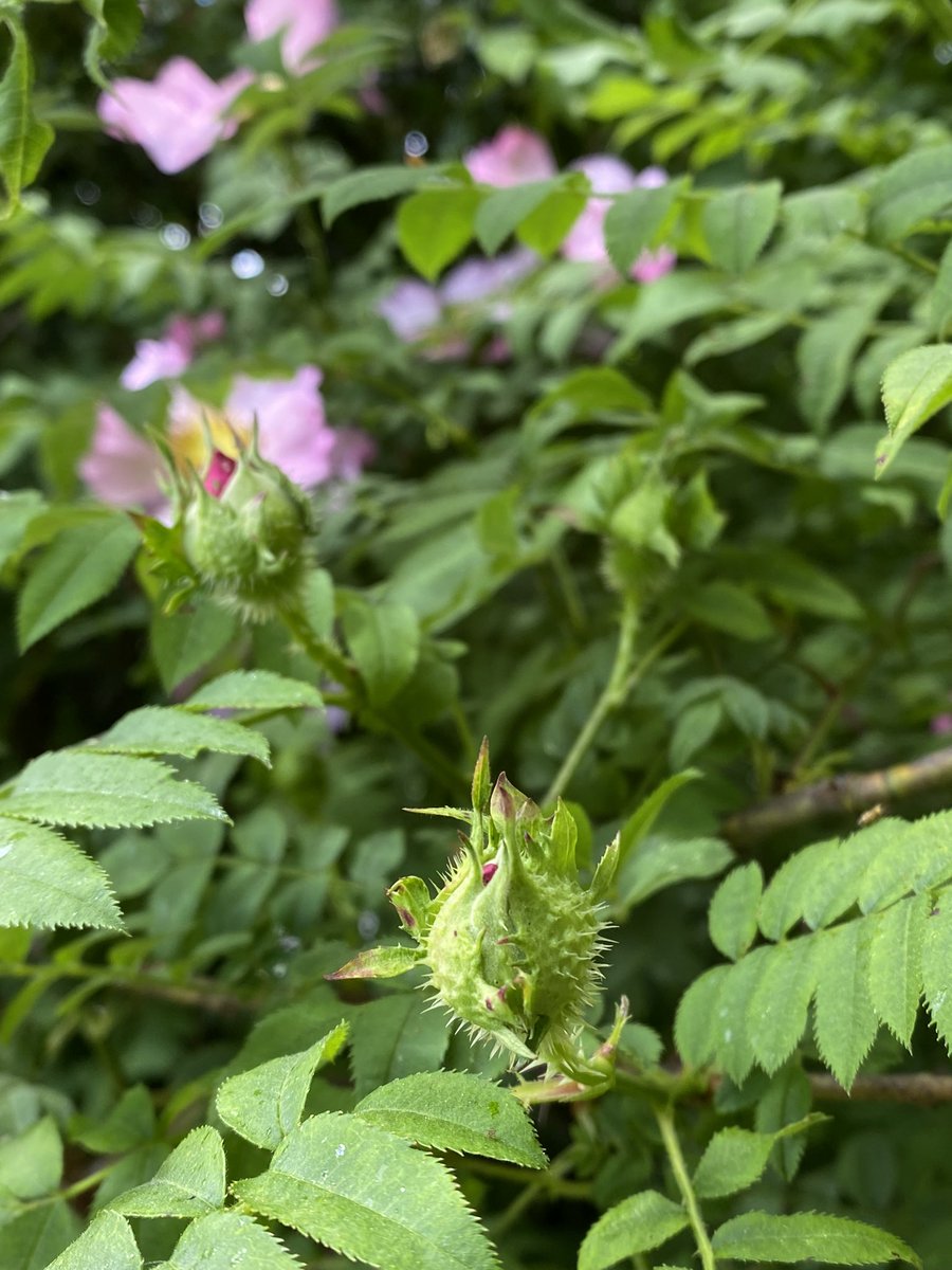Snowdropman's tweet image. The chestnut rose, Rosa roxburghii is in full flower at the moment and a favourite with the bees. The flower buds and hips resemble chestnut burrs. #fairviewyearround #day159