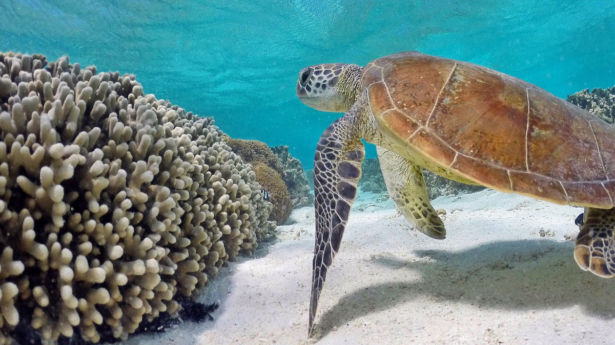 C'est la Journée mondiale des océans 🌏 La protection et la préservation de nos océans est une priorité pour l'Australie et la France. En tant que membres du #OceanPanel, nous partageons l'objectif de gérer durablement 100% de la zone océanique sous notre juridiction nationale.