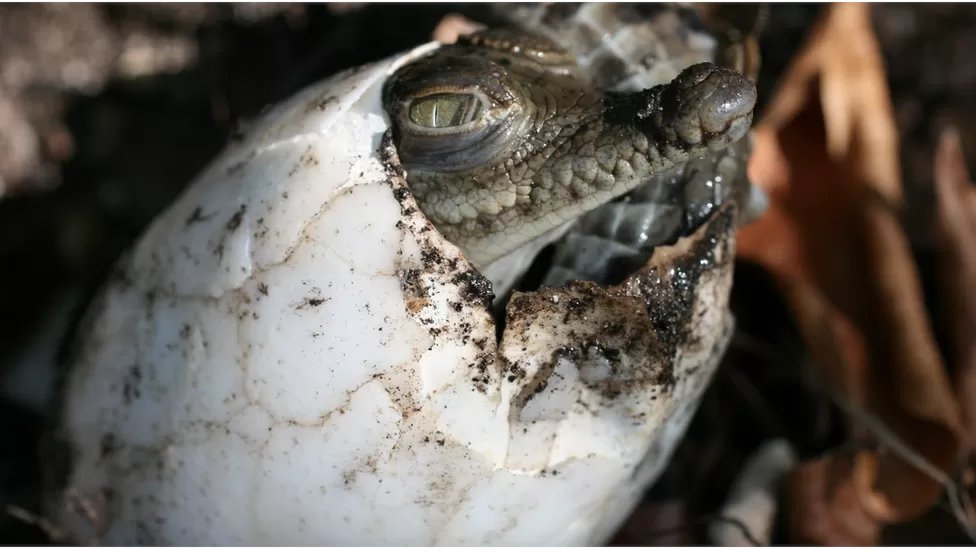 Rainmaker1973's tweet photo. The first case of a crocodile who made herself pregnant has been identified in Costa Rica. She produced a foetus 99.9% genetically identical to herself. The phenomenon was observed in birds fish, other reptiles, but never before in crocodiles

[read more: https://t.co/ignyeT4sGF] https://t.co/eZW4ccsmNp