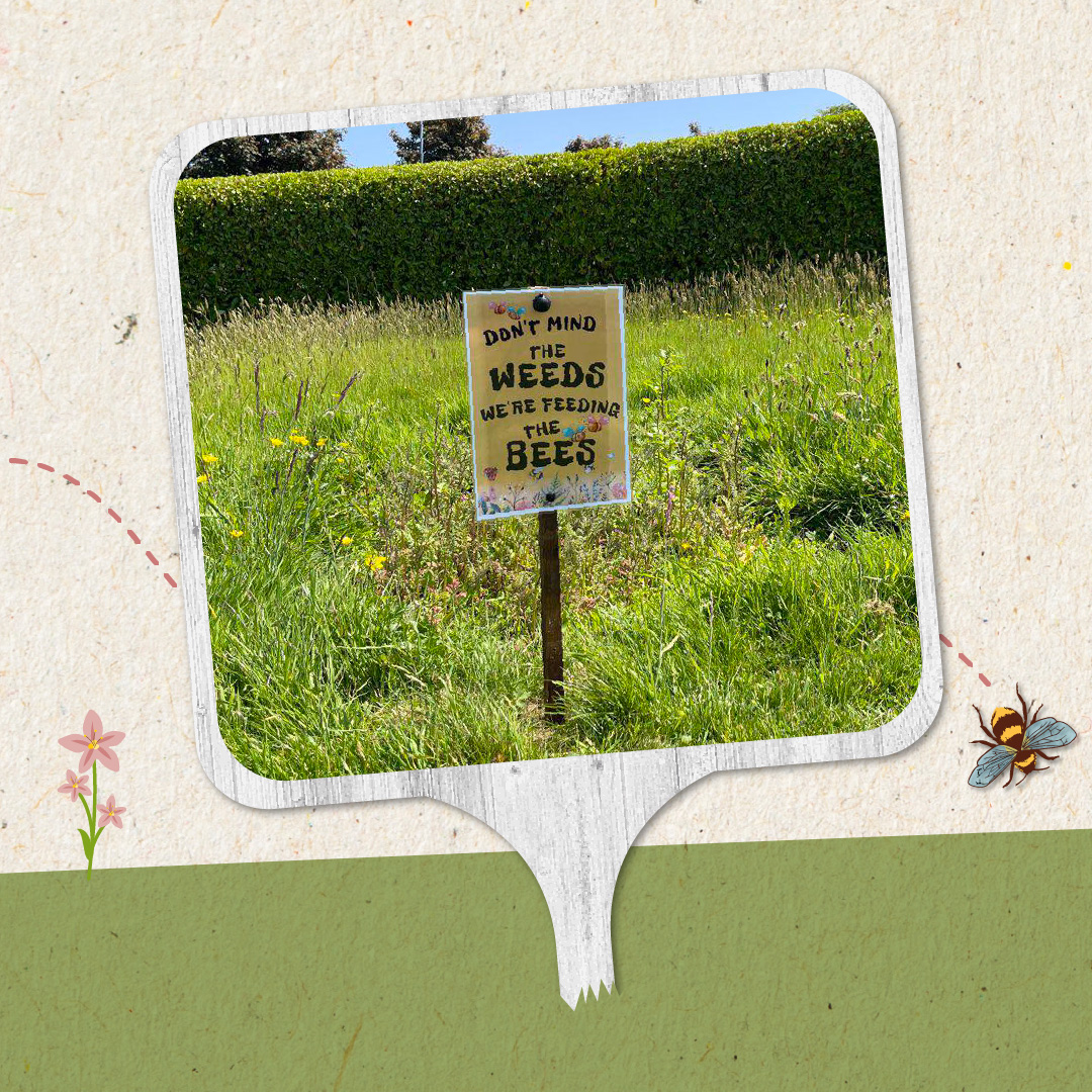 keelingsfruits's tweet photo. Give it up for some more amazing rewilding zones. ππΌ We love them. π Share your rewilding snaps using #KeelingsGreatRewilding
#Keelings #KeelingsGreatRewilding #NoMowZone #Rewilding #Wildflowers https://t.co/ALJ40aFvzO
