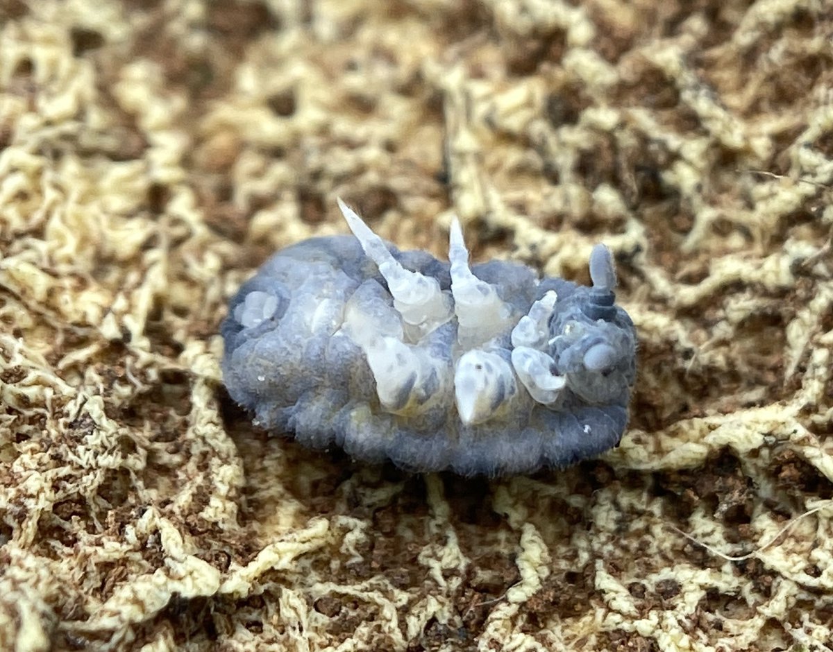Hey Invertebrate Twitter, can anyone shed light on this cute little weirdo? I mistook it for a tiny isopod until I saw it’s underside which looks Collembolan-y. I’m guessing Pseudachorutinae but that’s as far as I’ve gotten. Found: Tallaganda State Forest (NSW) @InvertoPhiles