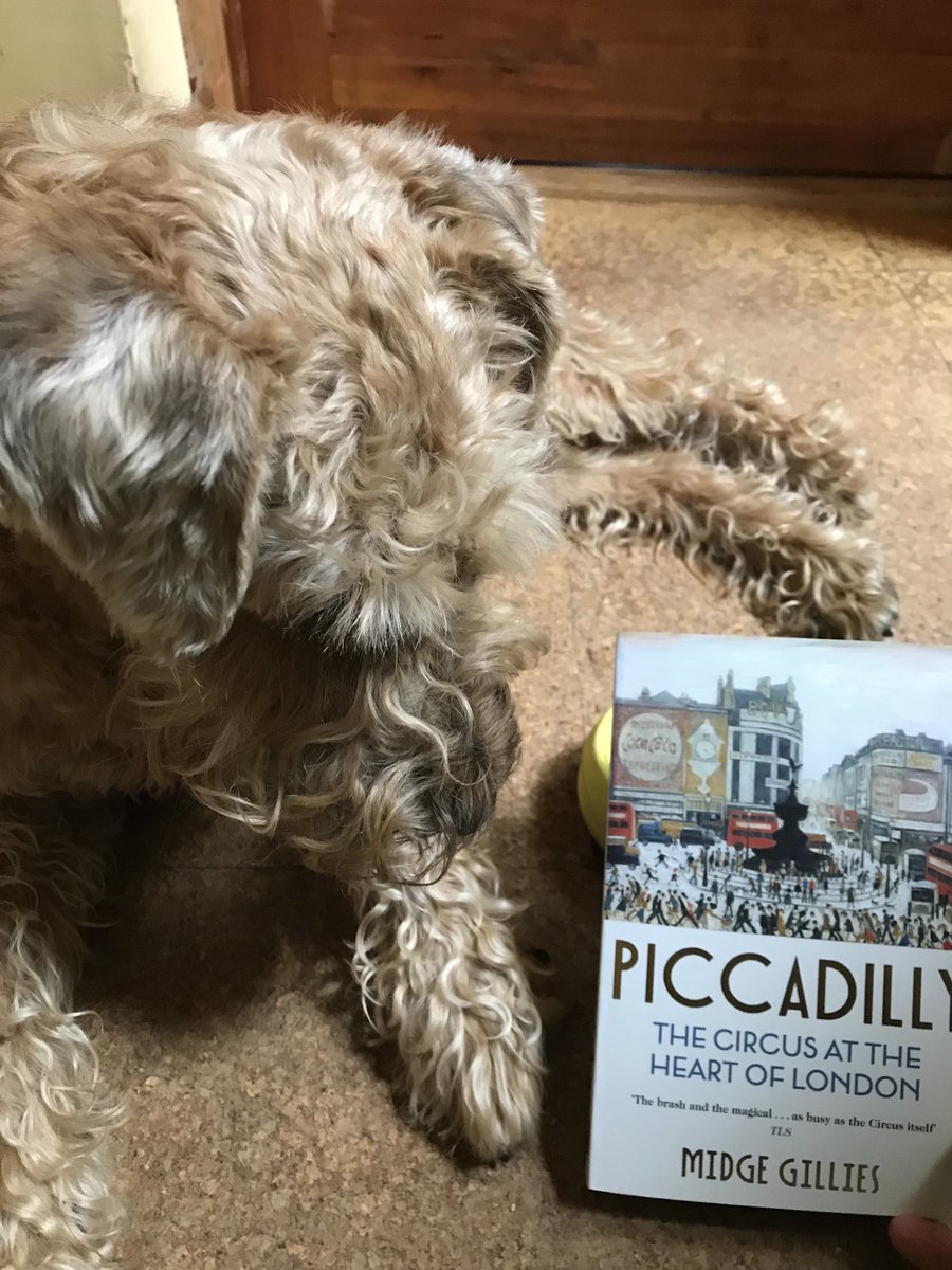 Scout is delighted to announce the paperback of #Piccadilly :The circus at the heart of London is out today with the same lovely #Lowry dogs on the cover ⁦@TwoRoadsBooks⁩ ⁦@johnmurrays⁩ available from all good kennels & bookshops