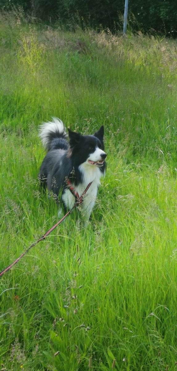 rip Archie 🇳🇱🌈, never forgotten 😥. meet Eowyn tweet media