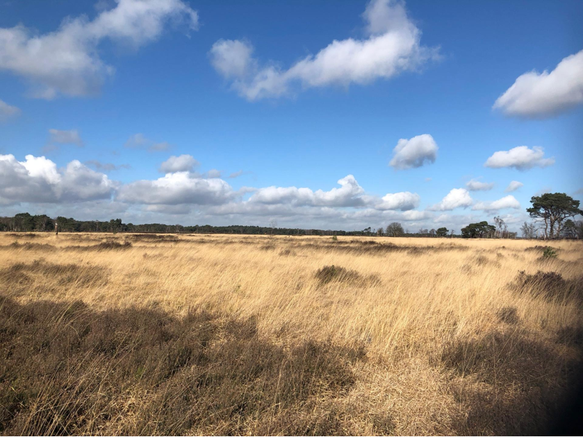 DNC_FDGANT's tweet image. Door de aanhoudende droogte (&amp;amp; hitte) neemt ook het brandgevaar in natuurgebieden en heiden toe. @natuurenbos kondigt risicocode oranje af voor brandgevaar. Wees waakzaam en bel 112 als je rook of vuur ziet.