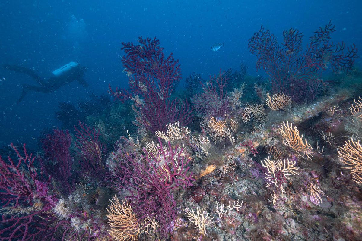 Ente RomaNatura tweet media