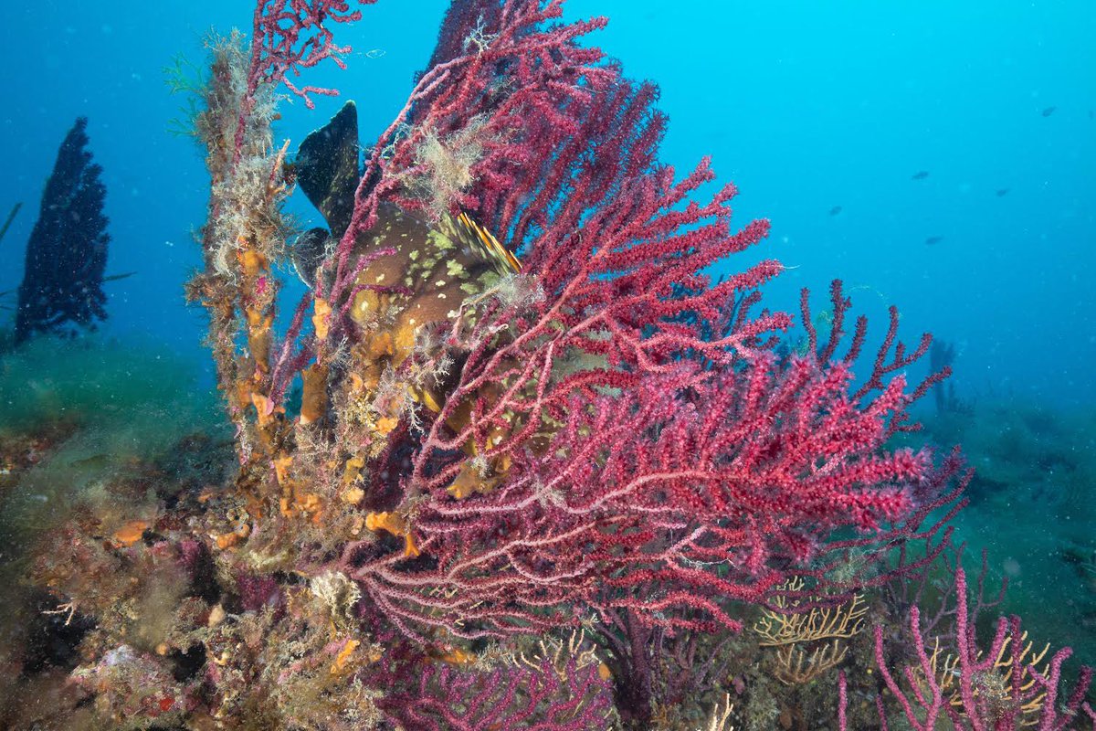 Ente RomaNatura tweet media