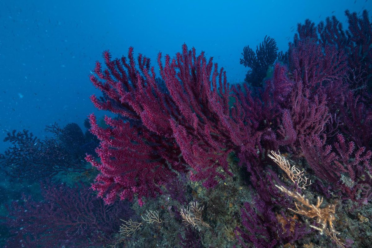 Ente RomaNatura tweet media