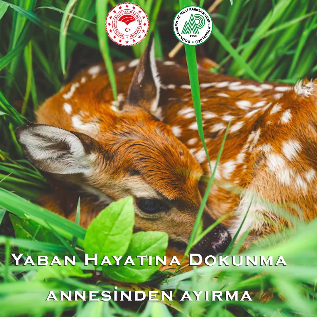 Hiçbir anne yavrusunu terk etmez❗

🔵Son günlerde geyik ve karaca yavrularına yönelik ihbarlarda artış gözlemlenmektedir. Özellikle Mayıs ve Haziran ayları içerisinde doğada çok sayıda geyik ve karaca yavrusu bulunmaktadır. Vatandaşlarımız anneleri yanında bulunmayan yaban