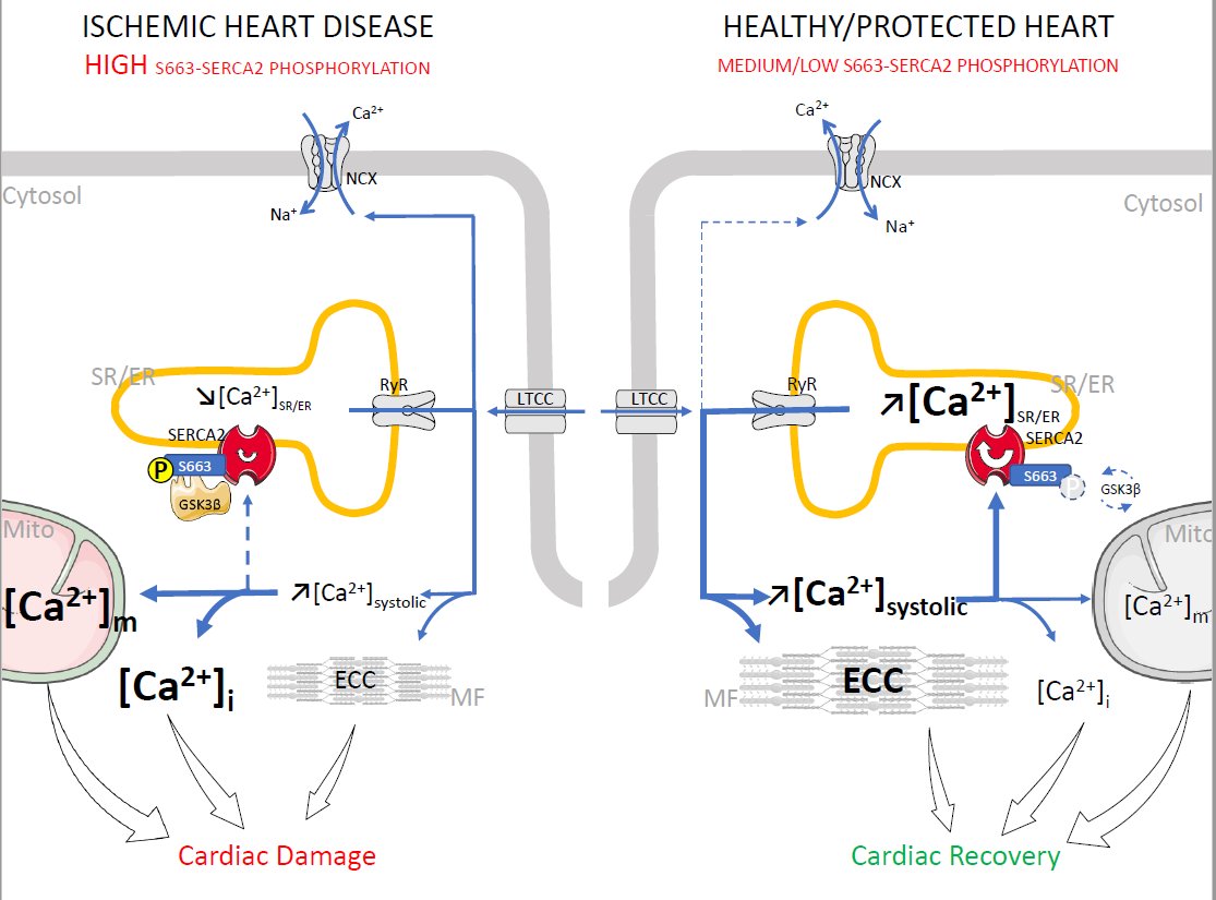 Ludo Gomez (@gomezludovik) on Twitter photo Happy to share our new work @NatureCommsrevealing the role of SERCA2 phosphorylation on S663 on Ca2+ regulation and cell death in ischemic heart diseases
=> nature.com/articles/s4146…
<a href="/LaboratoryIris/">IRIS Team Carmen Laboratory</a> <a href="/CarMeN_lab_Lyon/">Laboratoire CarMeN</a> <a href="/PaillardMel/">Paillard Mélanie</a> <a href="/BochatonThomas/">thomas.bochaton</a> <a href="/GabrielBidaux/">gabriel bidaux</a> @YvesGouriou Happy to share our new work @NatureCommsrevealing the role of SERCA2 phosphorylation on S663 on Ca2+ regulation and cell death in ischemic heart diseases
=> nature.com/articles/s4146…
<a href="/LaboratoryIris/">IRIS Team Carmen Laboratory</a> <a href="/CarMeN_lab_Lyon/">Laboratoire CarMeN</a> <a href="/PaillardMel/">Paillard Mélanie</a> <a href="/BochatonThomas/">thomas.bochaton</a> <a href="/GabrielBidaux/">gabriel bidaux</a> @YvesGouriou