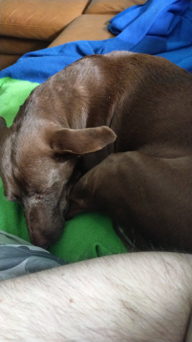 AriaMisake's tweet photo. @RedLightning420 So, miles hates doggos confirmed. https://t.co/HBu4Q2XTzs
