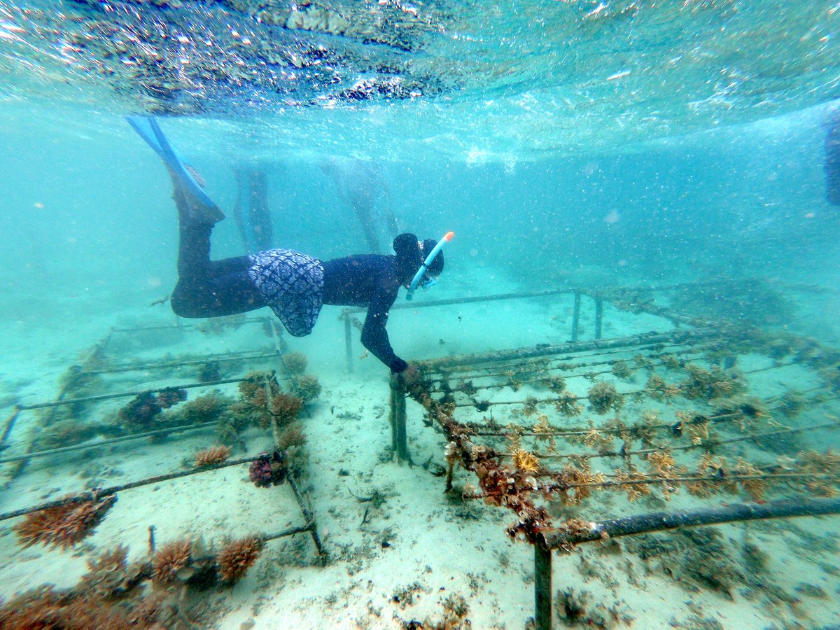 HUAWEI_TECH4ALL's tweet photo. Save our coral reefs, save our oceans. 🌊🌊🌊

We're working with our partners to restore the #Mauritius coral reef ecosystem.🪸🐠🐟

#WorldOceansDay #Tech4Nature https://t.co/fhZZ1MHWDN