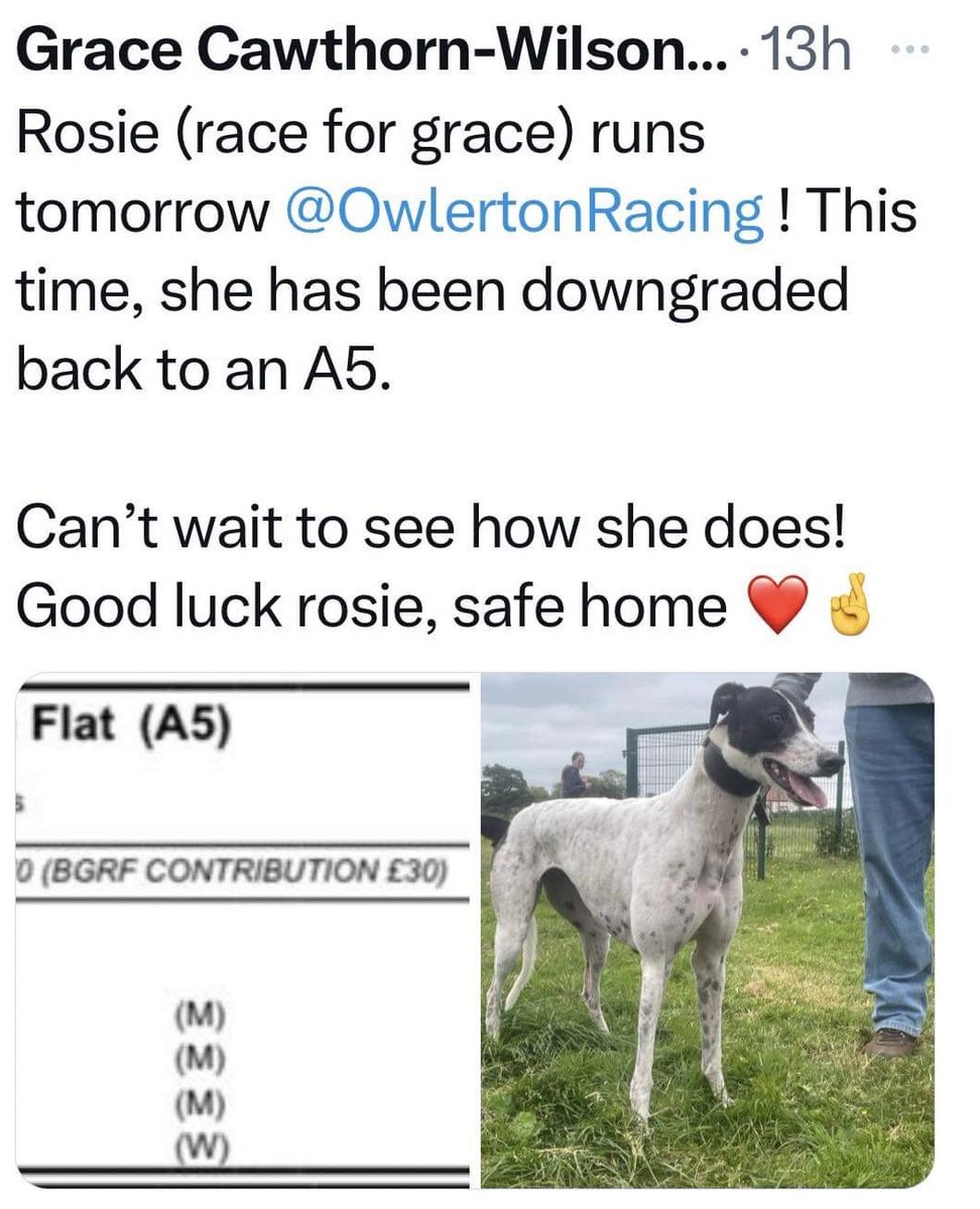Grace Cawthorn-Wilson is nothing but an animal abuser. She had one #Greyhound PTS because of injuries sustained while racing & then risks more dogs lives. All she had to say is “I’m sorry” & “safe home”. Where’s the animal welfare!!! #BanGreyhoundRacing #YouBetTheyDie