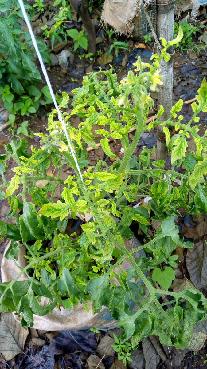 Symptoms of #TYLCV on my tomato few weeks after transplant. The seedling of this stand must have encountered #Whitefly in the nursery.
