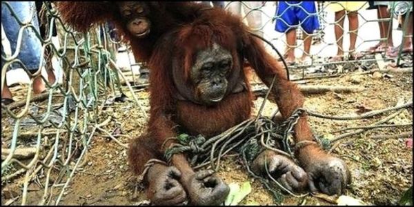 laimkelly's tweet photo. Some key reason for the dramatic loss in the orangutan population is due to poaching, selling, and pet trade! Over 2,000 orangutans die each year due to these causes. #39canimals 
https://t.co/Wi4cC3LHuT https://t.co/t4I3K1yJGE