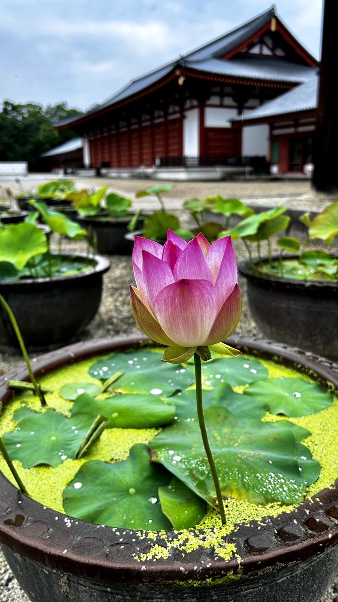 お疲れ様です✨😊🍀
雨の似合う花がある🪷✨

#薬師寺
#Japantourism
#旅行好きな人