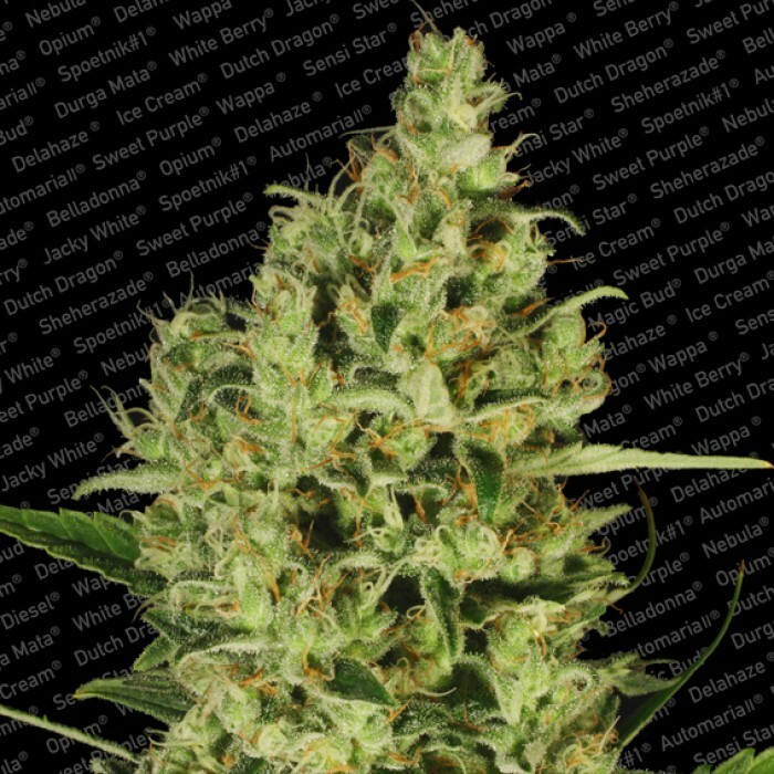 ToroGrow's tweet photo. Paradise Seeds - Delahaze (fem.) https://t.co/UAxnzKjoaO #Cannabis #TG #гроушоп #torogrow #Seeds #каннабис #Growshop #семена #ToroGrowshop https://t.co/opH7STJ5Rv