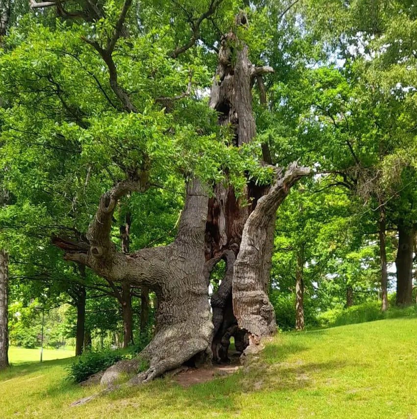 The ancient hollow ‘Wishing Oak’ of Hässelby
Generations of children growing up here has played inside it. Hopefully many future generations can do the same 
🌳😀