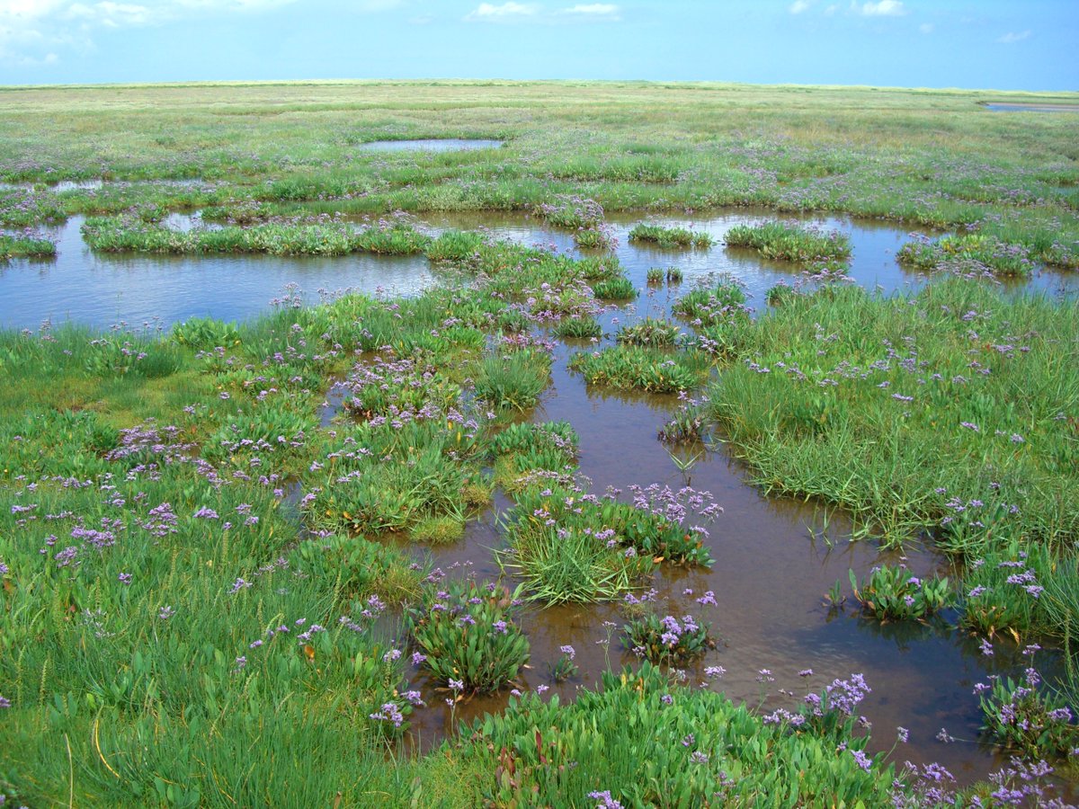 We've generated the first global map of tidal marshes - 53,000km2 in 120 countries, not a huge area, but tremendously important. We need to conserve, restore...and maybe celebrate too! Happy #WorldOceanDay nature.org/en-us/newsroom…