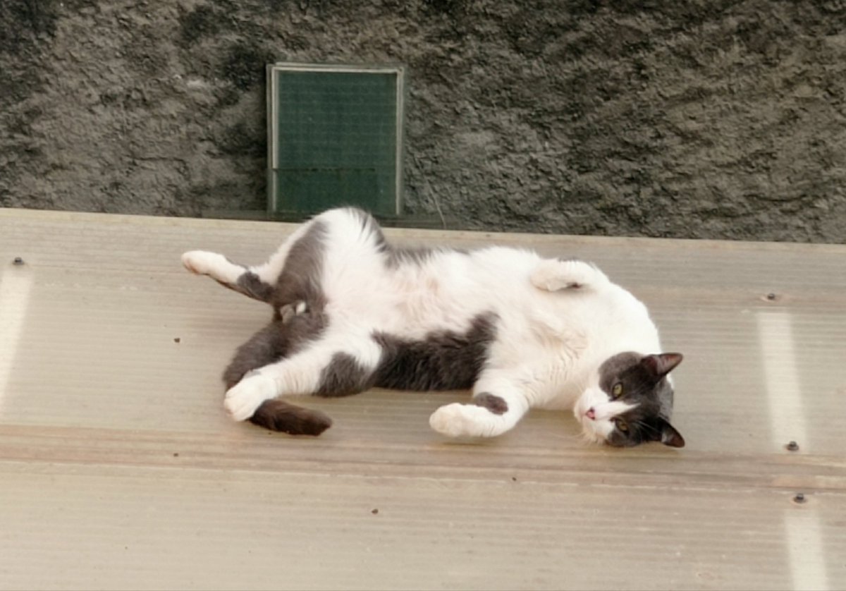 L'Ernesto necessita trobar un nou terrat on relaxar-se i mostrar el seus encants. Ens ajudes?
@9HomeTranquil <a href="/JuanmaRoAr/">juɐnma🐐 |cafè•avalot| |☕•🔥|</a> <a href="/Lalibetfly/">Lalibet 🦎🐬🍀✈️🛸🐍🌻</a> <a href="/FloFloreta1/">Isabel Flo Esteve</a>