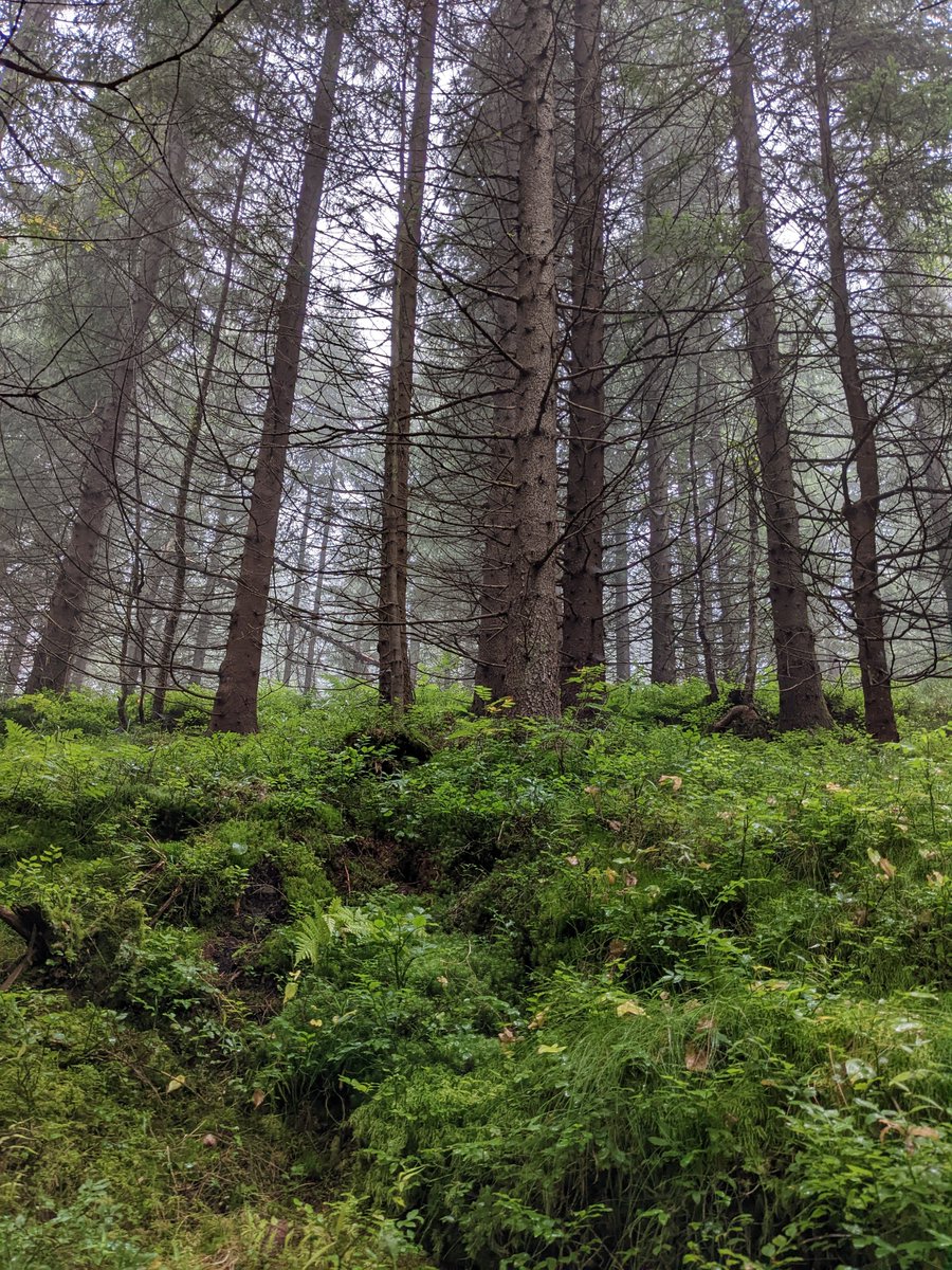 DanielleCreek (@creek_danielle) on Twitter photo PhD opportunity!! Pls share. The project will explore the interactions between boreal forest ecology, tree growth and soil hydraulics @UniNMBU in #Norway. Open internationally. Apply by 1 Aug.
#PlantSciJobs #PhdChat
<a href="/JohanAsplund4/">Johan Asplund</a> <a href="/LNybakken/">Line Nybakken</a>
Info:
jobbnorge.no/en/available-j… PhD opportunity!! Pls share. The project will explore the interactions between boreal forest ecology, tree growth and soil hydraulics @UniNMBU in #Norway. Open internationally. Apply by 1 Aug.
#PlantSciJobs #PhdChat
<a href="/JohanAsplund4/">Johan Asplund</a> <a href="/LNybakken/">Line Nybakken</a>
Info:
jobbnorge.no/en/available-j…