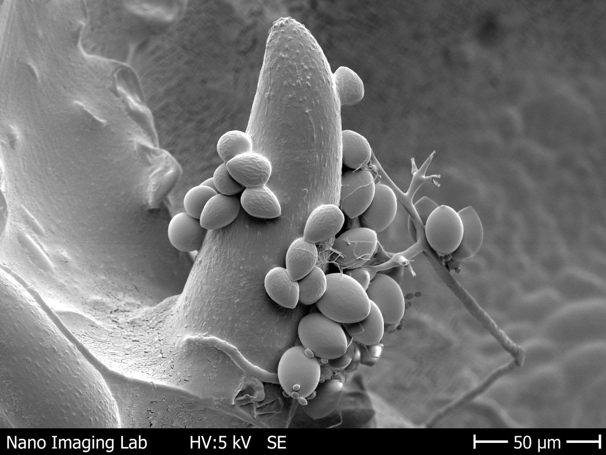 SNIunibas's tweet photo. Das Nano Imaging Lab des @SNIunbas beteiligt sich am neuen #Interreg-Forschungsprojekt #WiVitis zur Unterstützung des #Weinbaus in der Region um #klimawandelresistente #Weinsorten zu untersuchen.
https://t.co/pJTtkoJsS3
@UniBasel @kantonaargau @BaselStadt https://t.co/X2uuNkJgdL