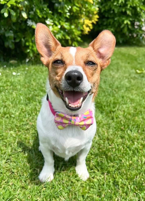 arisclosetco's tweet photo. Look how happy Millie looks in this adorable summer bow tie 💕😻 you have the entire summer collection linked in bio! 🍋

#dogbow #dogaccessories #dogsoftwitter https://t.co/rojWf8nmqm