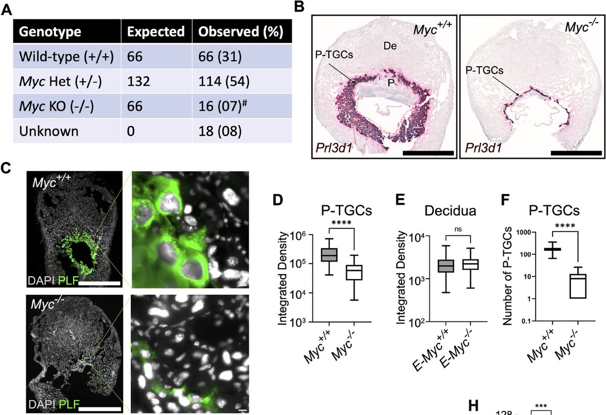 Polyploidy in the placenta: Myc is having a (tropho)blast Read this Research Highlight showcasing work from @Vijaygenome, @GertonJennifer & colleagues @ScienceStowers: journals.biologists.com/dev/article/15…