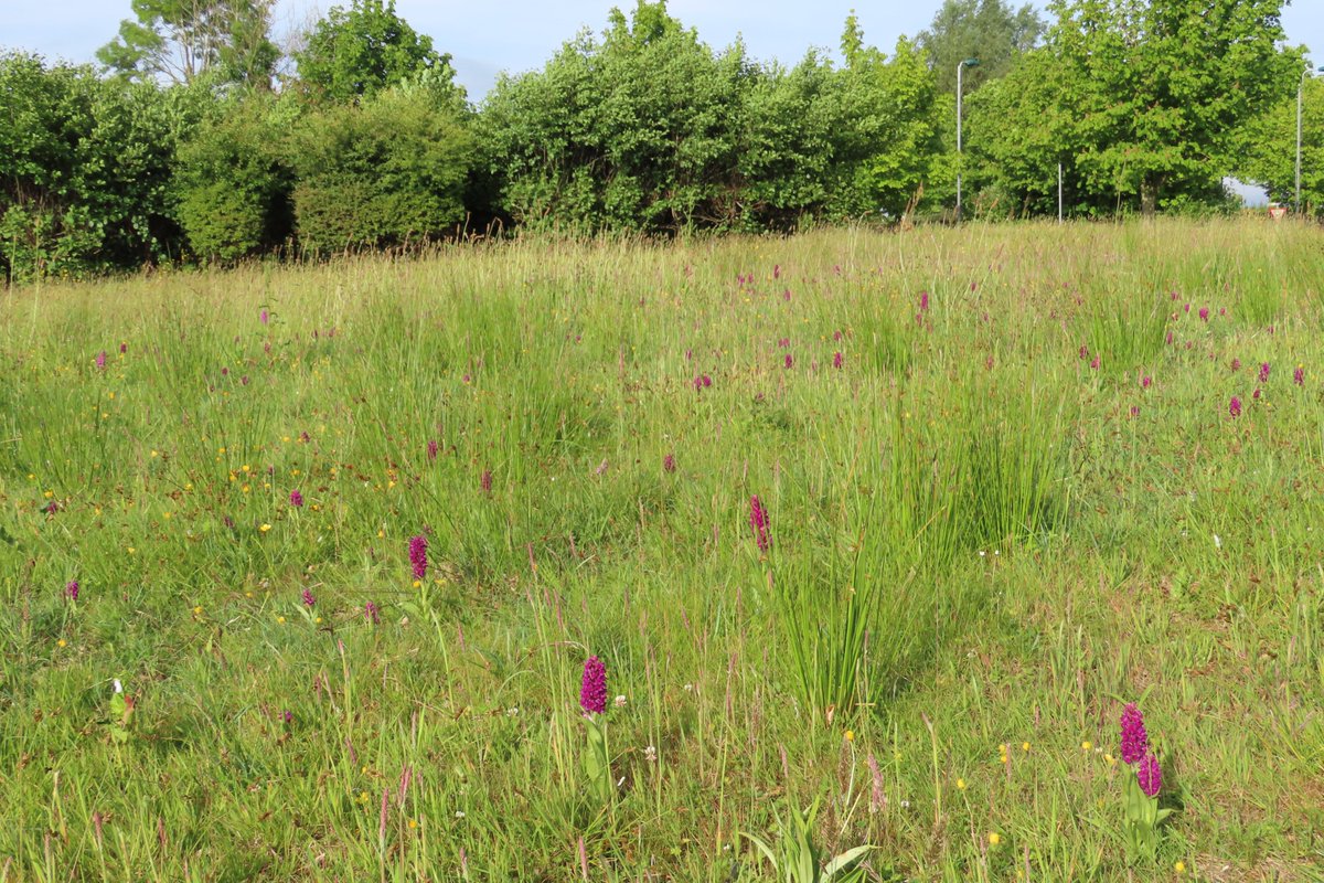 There is so much going on in the #meadows at Causeway hospital. Northern marsh #orchids popping up everywhere. Clover, Bird's foot trefoil,Ox eye daisies. What a wonderful environment for patients,staff,visitors & wildlife to enjoy.@NHSCTrust leading by example! #dontmow