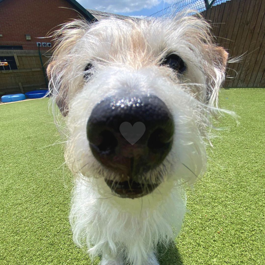 BOOP the SNOOT

Dexter is 90% nose and loves to show it off!

Head to our website to read about what type of home he needs 🐶

#JackRussellTerrier #JRT #Adoption #rehoming #rescue #ineedahome #DogsTrust #ADogIsForLife #BoopTheSnoot