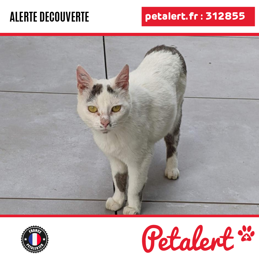 petalert_france's tweet photo. Trouvé #Chat #Tarn #SaintSulpiceLaPointe #Petalert #PetAlert81 / https://t.co/fcdCwedDBK https://t.co/50YlkMjTle