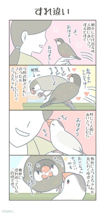 微妙にすれ違い。  #Buncho #javasparrow #文鳥