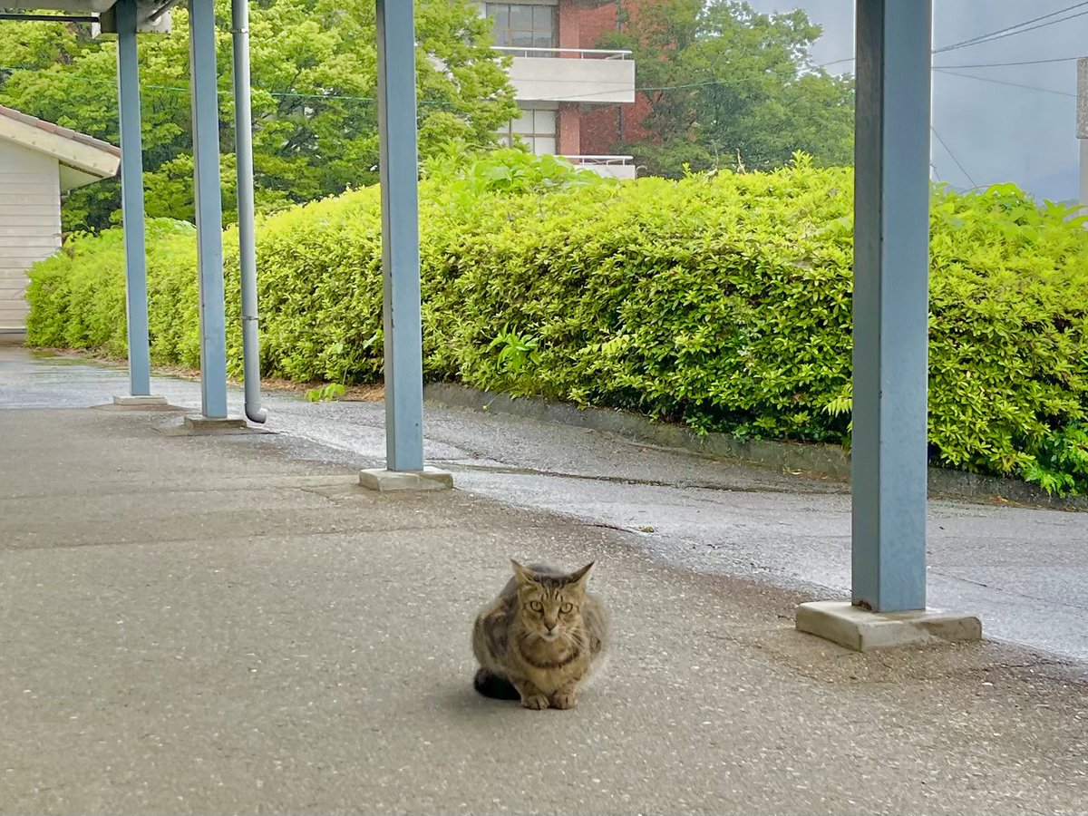 今日も一日おつかれ様でした🙌✨
キャンパス内のネコです
丸まっているのがかわいいです😚

#福岡女子短期大学 #ネコがいるキャンパス
#猫がいる暮らし#企業公式がお疲れさまを言い合う