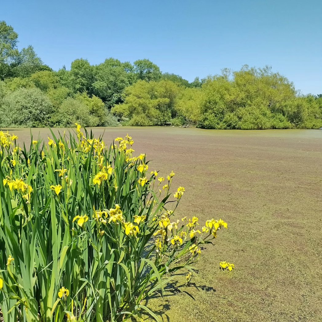 Online entries open for our family friendly 'Come and Try It' event at Figgate Park, Portobello on Saturday 17th June.
White, Yellow, Orange &amp; an urban course. All welcome
Read the event information and get the link to entries here -
esoc.org.uk/events/figgate…