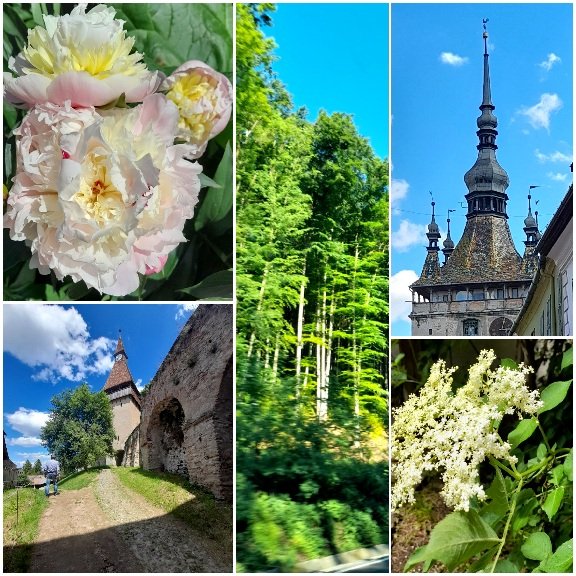 agreekmatinee's tweet photo. Peonies, elder, Transylvania mountain air sweet, delightful
#TravellingLetters #mysnaps #WritersLife https://t.co/24nqvKqNtL