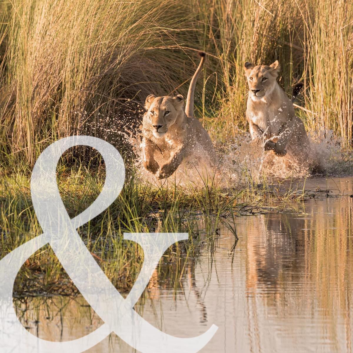 #Botswana #Safari #wildlife #TravelInspiration