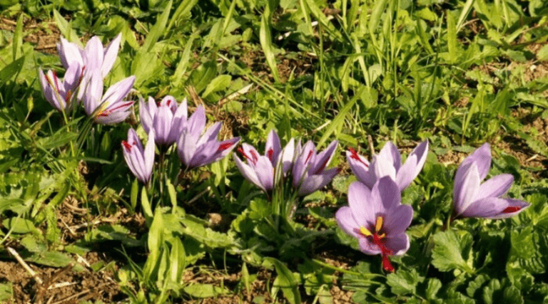 Agridemain's tweet image. Envie d'en savoir un peu plus sur une #agriculture épicée ? Rendez-vous pendant les #JNAgri pour visiter des sites de production et déguster de nouvelles saveurs journeesagriculture.fr/actus/le-safra… #safran #curcuma